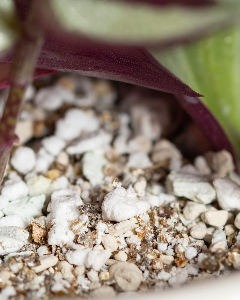 Nahaufnahme der Topfmischung mit weißem Perlit und Kieselsteinen unter einer Tradescantia zebrina - feey, die ihr leuchtend grünes und violettes Laub hervorhebt.