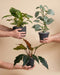 Drei Hände präsentieren das Schweizer Philodendron-Trio in schwarzen Keramiktöpfen: Burle Marx (18 cm), Hastatum in Kletterform am Stab (16 cm) und Pluto (16 cm) vor beigem Hintergrund.