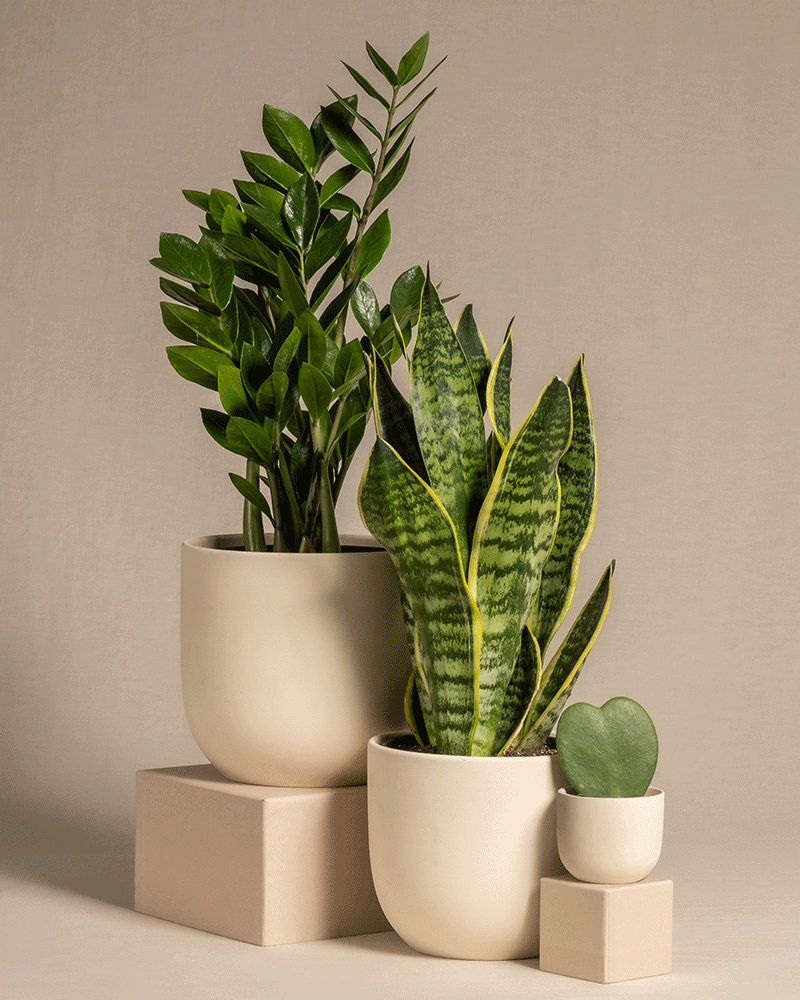 Das Trio für den farblosen Daumen besteht aus drei Topfpflanzen auf beigen Blöcken: einer großen Glücksfeder mit breiten, dunkelgrünen Blättern, einer mittelgroßen Schwiegermutterzunge mit langen, bunten Blättern und einer kleinen Herzblatt-Pflanze. Sie stehen alle in cremefarbenen Töpfen vor einem neutralen Hintergrund.