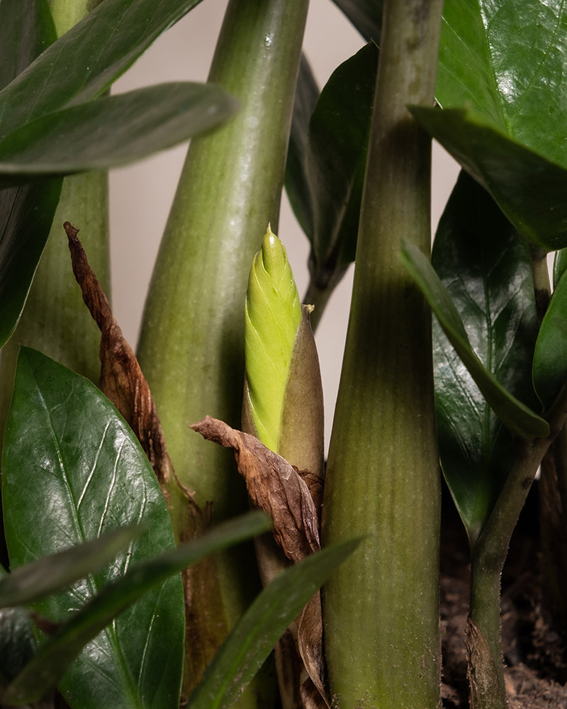Nahaufnahme des Trios für den farblosen Daumen. Ein neuer hellgrüner Trieb zwischen dicken grünen Stielen ist deutlich zu erkennen. Er ist von glänzenden dunkelgrünen Blättern umgeben, wobei ein trockenes braunes Blatt teilweise sichtbar ist.