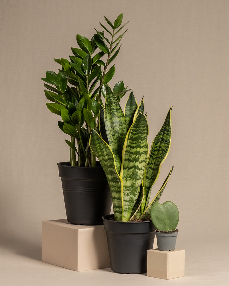 Das Produkt „Trio für den farblosen Daumen“ zeigt drei Topfpflanzen auf beigem Untergrund: Die größte ist eine Schwiegermutterzunge mit glänzenden, länglichen Blättern; die mittlere Pflanze hat hohe dunkelgrüne Blätter mit hellgrünen Streifen; und die kleinste ist eine Herzblatt-Pflanze mit einem herzförmigen Blatt. Sie stehen auf schlichten geometrischen Ständern.