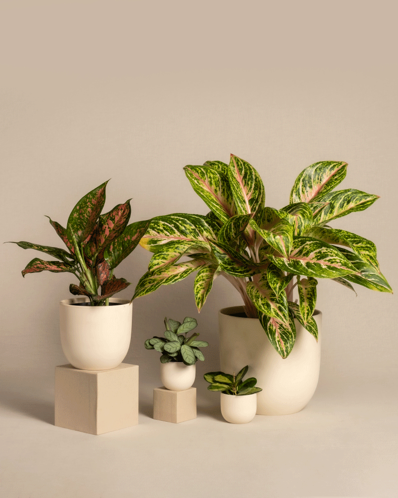 Tropical Beauty Set