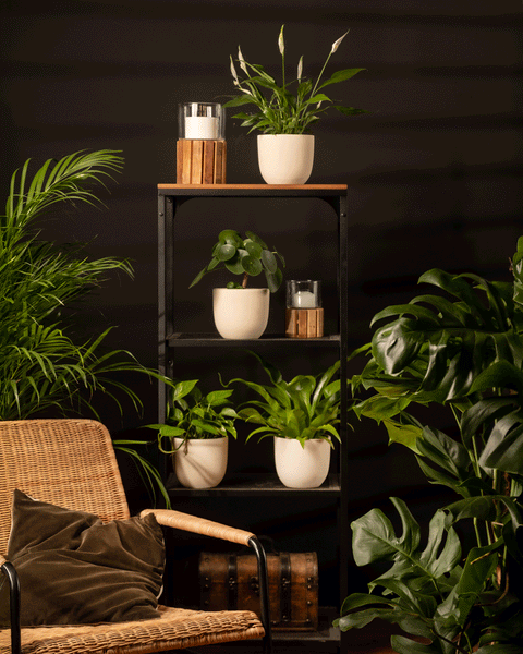 In einem gemütlichen Innenraum stehen ein Korbsessel mit braunem Kissen und ein 3-teiliges Set Kleine Überraschungspflanzen in weißen Töpfen auf einem schwarzen Metallregal neben einem Holzstamm, alles vor einer dunklen Wand.