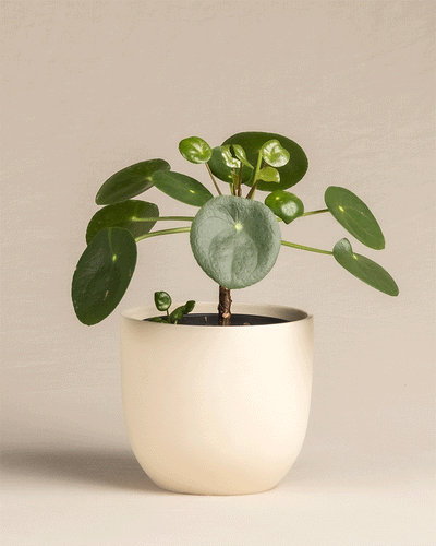 Eine Ufopflanze Bäumchen in verschiedenen Keramiktöpfen der Kollektion 'Direito'.