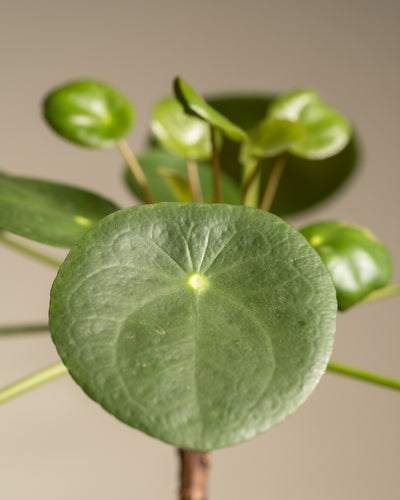 Detailaufnahme eines runden Blattes einer Ufopflanze.