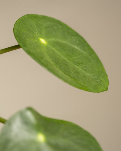 Detailaufnahme eines Blattes einer Ufopflanze.