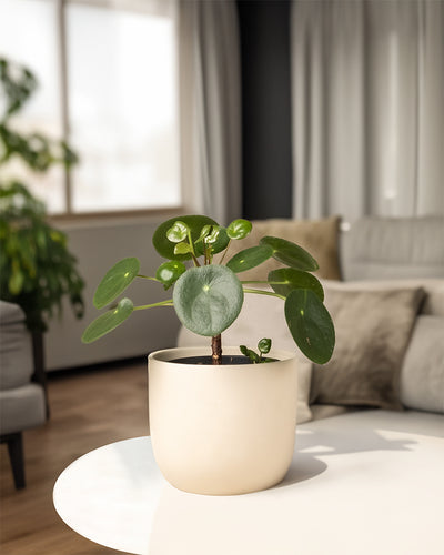 Ein Ufopflanze Bäumchen in einem weißen Keramiktopf steht auf einem weißen Beistelltisch in einem modernen Wohnzimmer.
