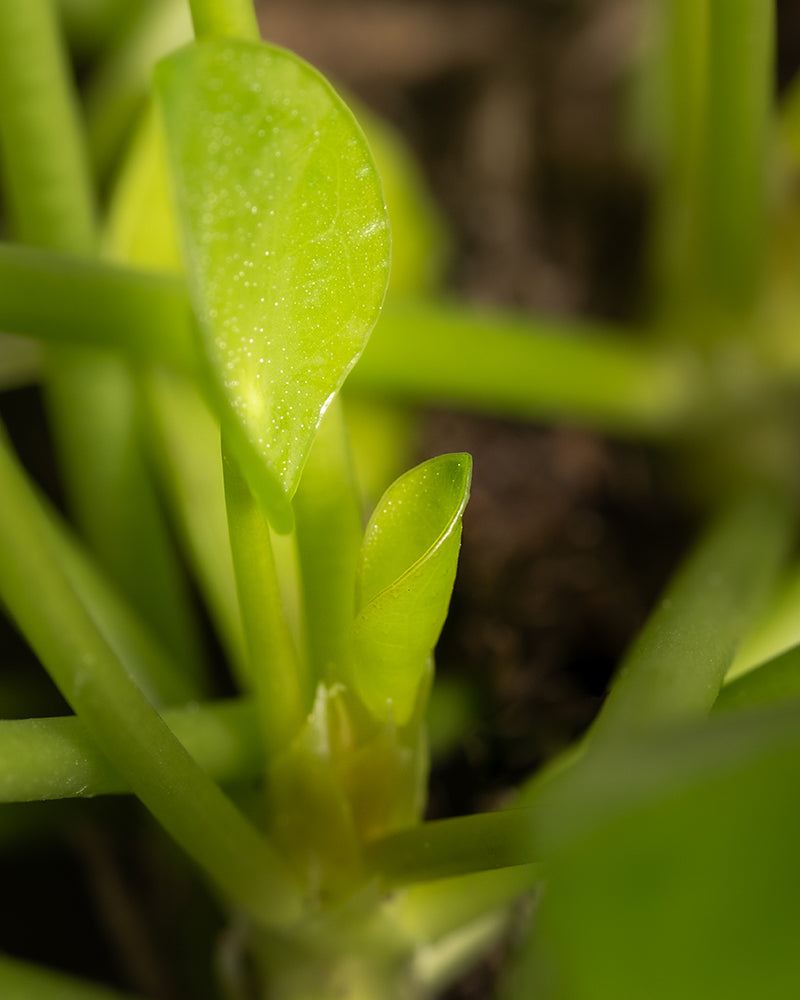 Eine Nahaufnahme der leuchtend grünen Blätter und Stängel der Ufopflanze, deren glänzende Oberfläche im Sonnenlicht hervorgehoben wird. Die frischen, zarten Blätter werden oft als Glückstaler bezeichnet und werden von etwas dickeren Stängeln begleitet, wodurch ein üppiges, natürliches Bild entsteht.