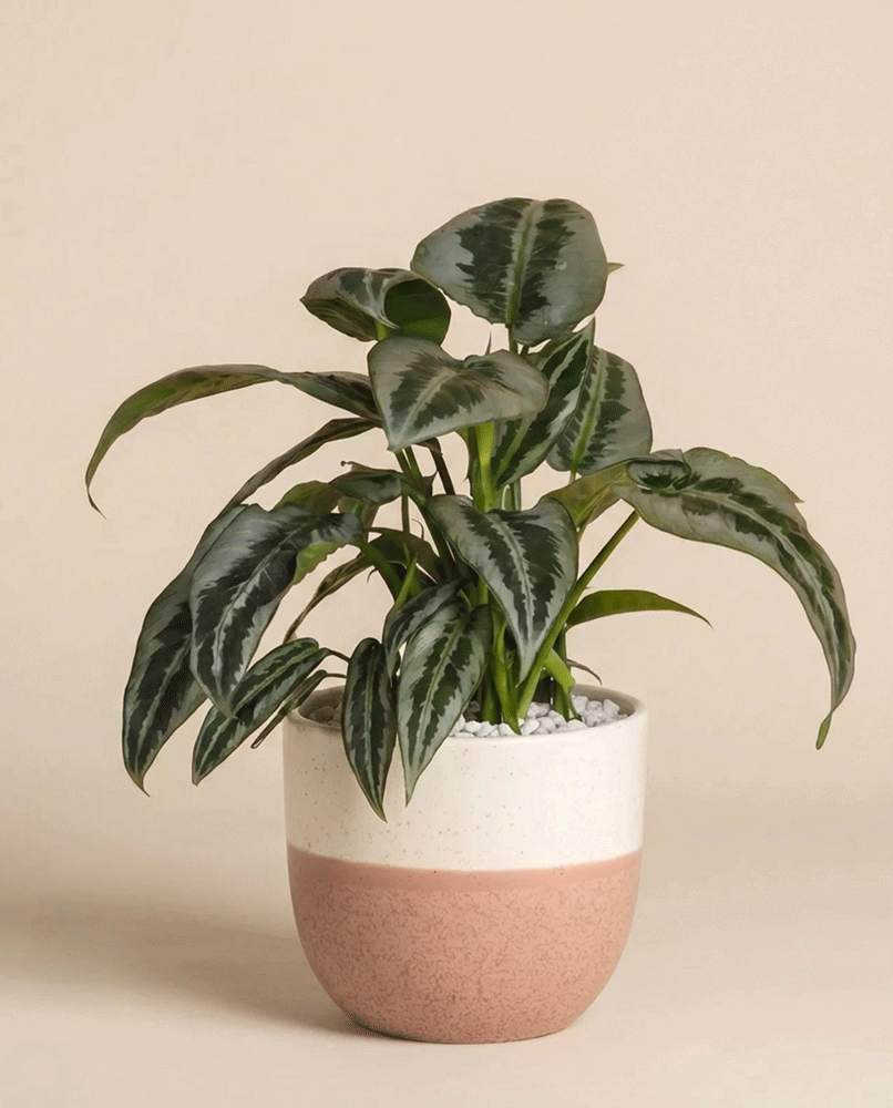 Eine grüne Schismatoglottis 'Silver Indukan' - eine feige Zimmerpflanze mit dunkel-hell gemusterten Blättern in einem weißen und rosafarbenen Keramiktopf, vor einem beigen Hintergrund - eine elegante tropische Ergänzung für jeden Raum.