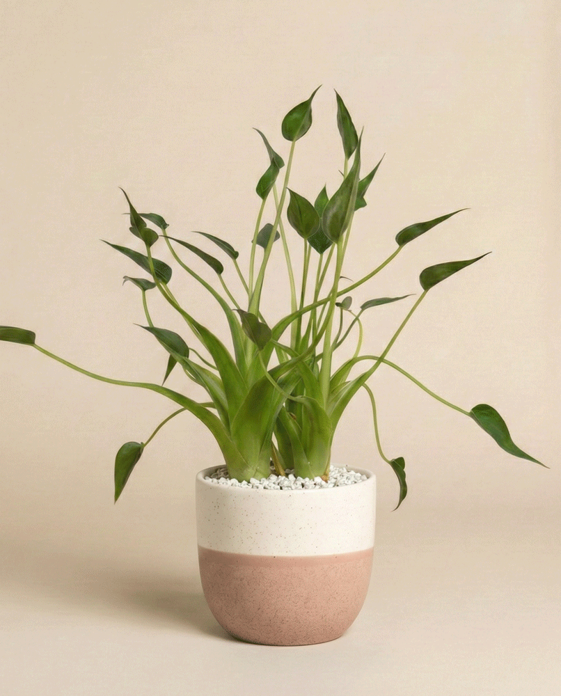 Eine Alocasia 'Tiny Dancer' - eine feige Zimmerpflanze mit einzigartigen, eleganten Blättern - wächst in einem weiß-rosafarbenen Keramiktopf, der mit weißen Kieselsteinen gefüllt ist, vor einem schlichten beigen Hintergrund.