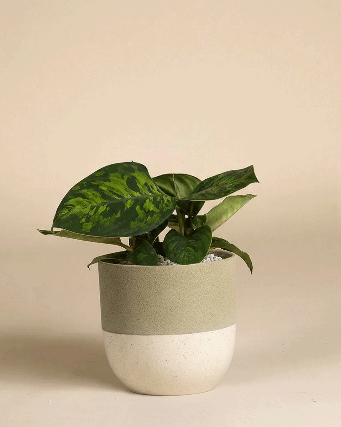 Eine Homalomena 'Camouflage - feey' mit auffällig gemusterten Blättern sitzt in einem zweifarbigen beigen und cremefarbenen Keramiktopf vor einem schlichten, hellbraunen Hintergrund.
