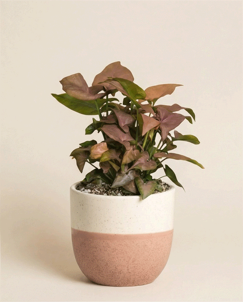 Eine leuchtende Syngonium 'Neon' - feey mit üppigen, rosa gefärbten Blättern, getopft in einem weißen und hellrosa Keramiktopf, vor einem schlichten beigen Hintergrund.