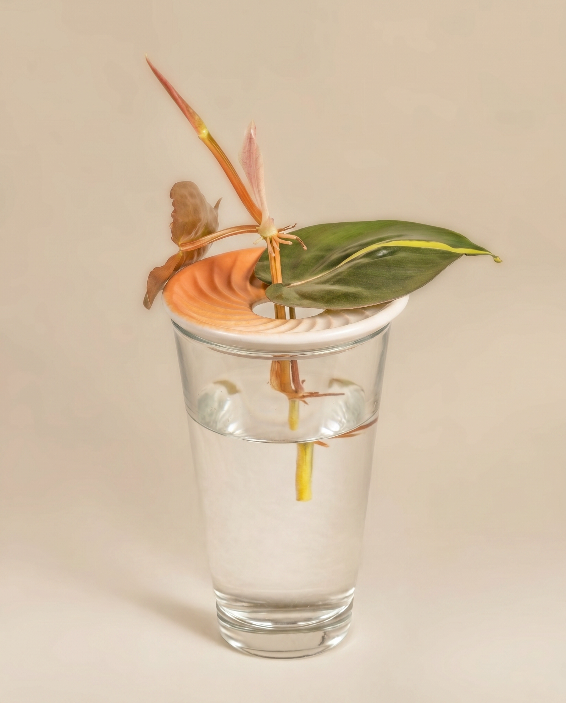 Die Vermehrungsplatte für Stecklinge & Kerne hält einen rosafarbenen und grünen Blattstiel aufrecht in einem Glas Wasser und eignet sich somit perfekt, um Stecklinge zu ziehen und Zimmerpflanzen vor einem neutralen Hintergrund zu vermehren.