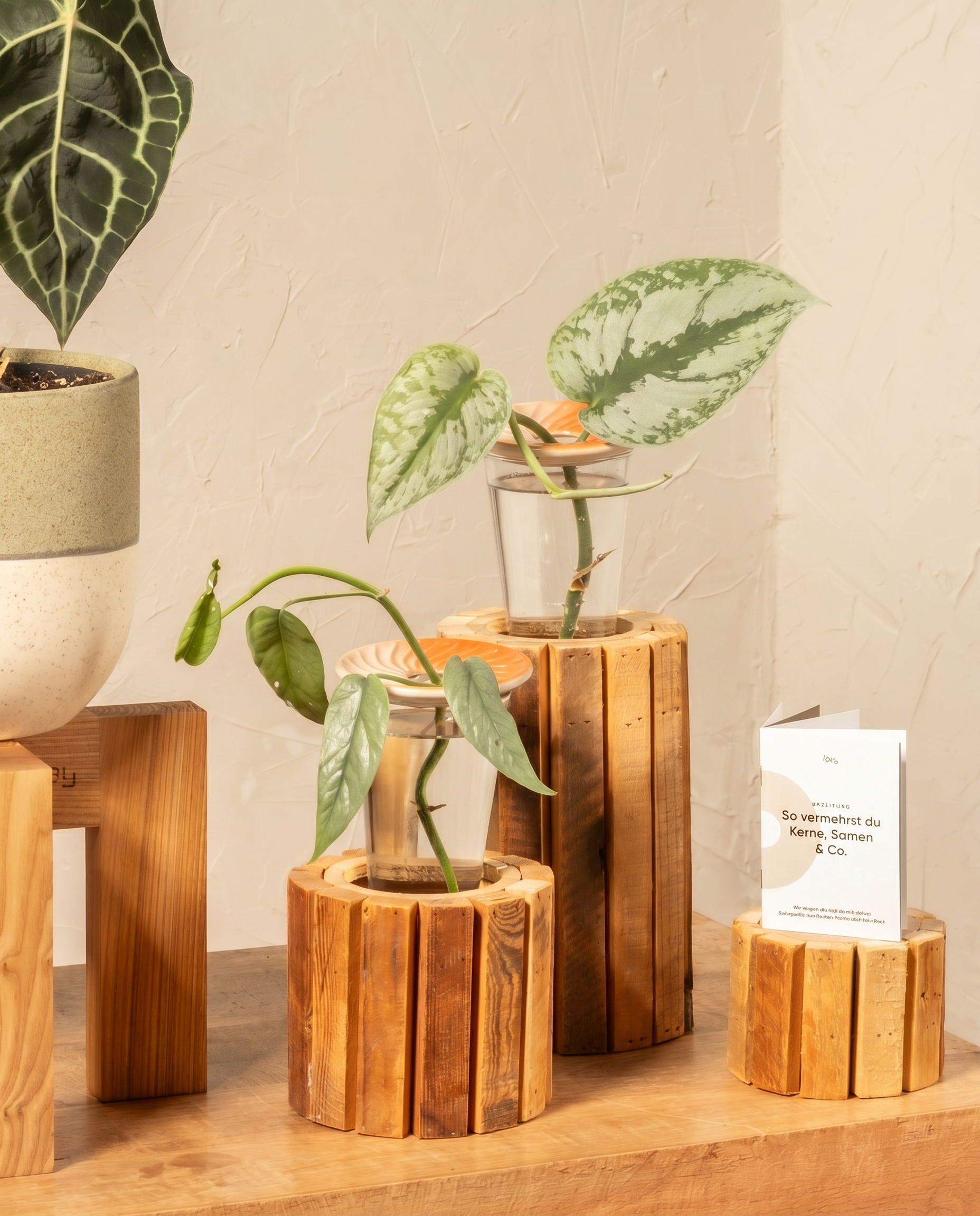 Eine Vermehrungsplatte für Stecklinge & Kerne mit einem Pflänzchen im Wasserglas steht im Holz-Planter, perfekt zum Zimmerpflanzen vermehren. Daneben liegt eine Karte auf einem weiteren Holz-Planter und rundet das gemütliche Bild ab.