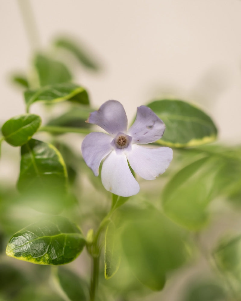 Vinca minor (6er Set) | feey Garten- & Balkonpflanzen 🌳 – feey GmbH
