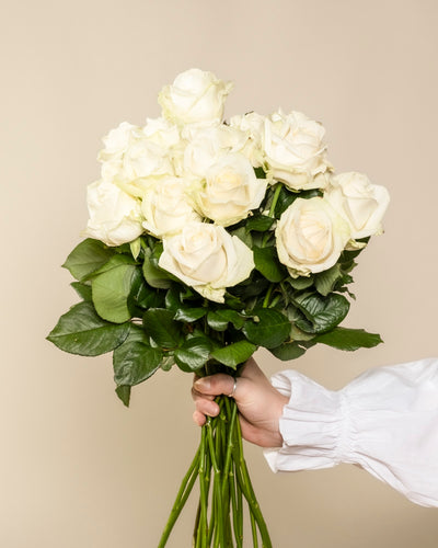 Eine Person in einem weißen langärmeligen Oberteil hält einen Strauß Weißer Rosen, die als Symbol für Ehrlichkeit und Respekt bekannt sind, mit grünen Blättern vor einem schlichten beigen Hintergrund.