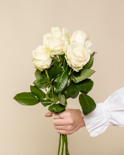 Eine Hand in einem weißen Ärmel hält einen kleinen Strauß Weißer Rosen, die Ehrlichkeit und Respekt symbolisieren, mit üppigen grünen Blättern vor einem schlichten beigen Hintergrund.