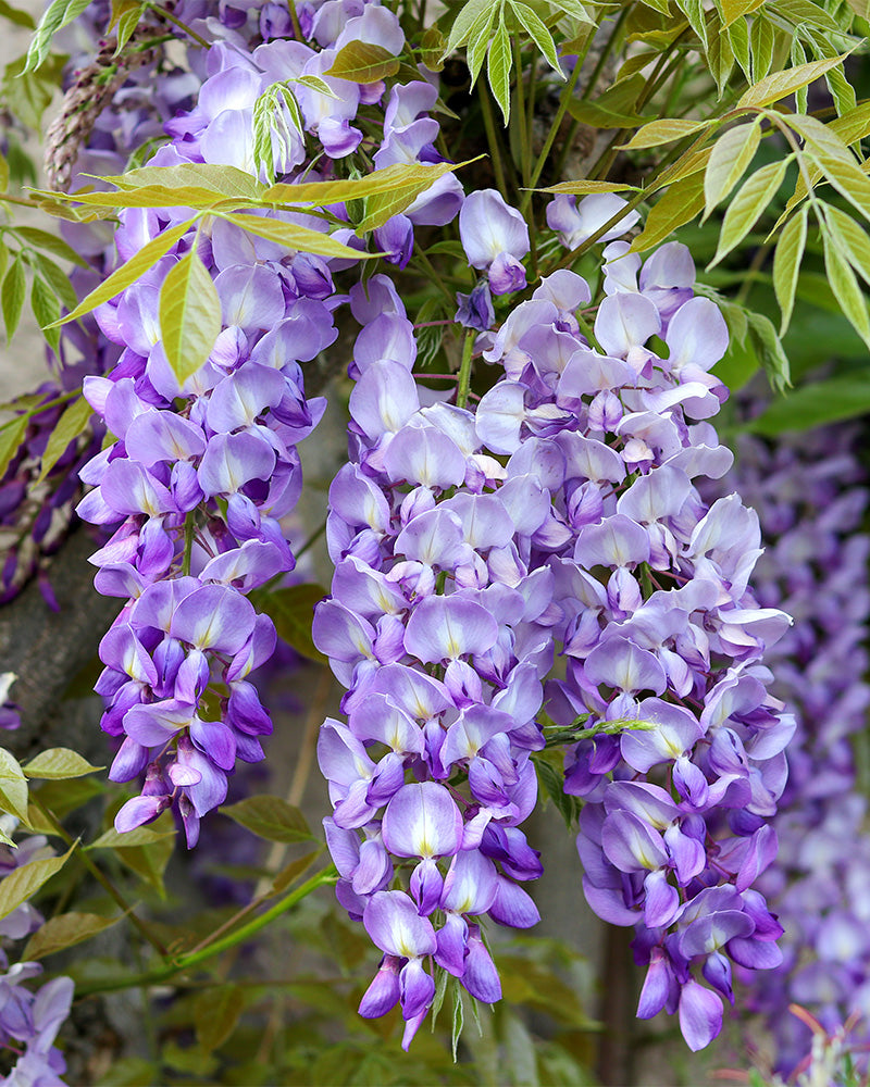Lila Glyzinie-Blütenbüschel baumeln von üppigen grünen Ranken und präsentieren kaskadenförmige Blüten mit zarten lavendelfarbenen und violetten Blütenblättern.