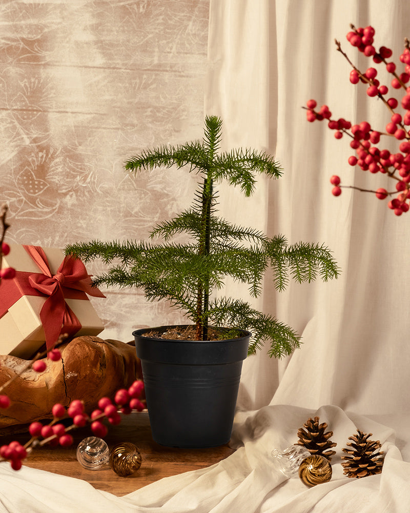 Eine Zimmertanne im Topf sorgt als Weihnachtsbäumchen für einen nachhaltigen Touch, umgeben von festlichen Tannenzapfen, Geschenkkartons, roten Beeren und Ornamenten, mit beigen Vorhängen als Hintergrund.