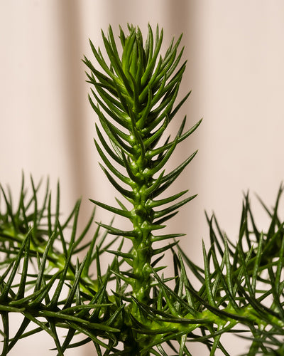 Nahaufnahme eines Astes der Araucaria araucana, auch Araukarienbaum genannt. Die dicht gepackten grünen, stacheligen Blätter entlang des Stammes vor einem neutralen Hintergrund erinnern an das „Zimmertannen-Trio“ – eine umweltfreundliche Anspielung auf einen nachhaltigen Weihnachtsbaum.