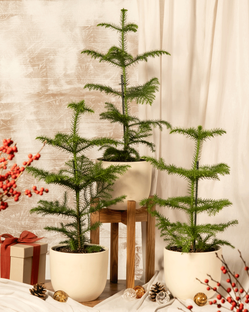 Drei Zimmertannen-Trio-Topfbäume sind im Innenbereich inmitten einer festlichen Dekoration mit roten Beeren, Tannenzapfen und kleinen goldenen Ornamenten arrangiert. Daneben ergänzt ein mit einer roten Schleife verpacktes Geschenk die Szene. Cremefarbene Vorhänge im Hintergrund verstärken den Charme dieser nachhaltigen Weihnachtsbäumchen-Ausstellung.