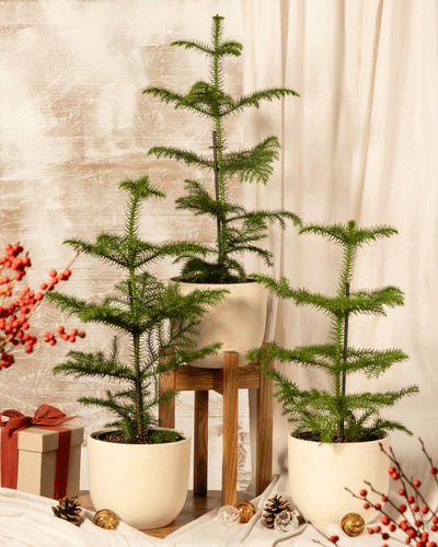 Drei Zimmertannen-Trio-Topfbäume sind im Innenbereich inmitten einer festlichen Dekoration mit roten Beeren, Tannenzapfen und kleinen goldenen Ornamenten arrangiert. Daneben ergänzt ein mit einer roten Schleife verpacktes Geschenk die Szene. Cremefarbene Vorhänge im Hintergrund verstärken den Charme dieser nachhaltigen Weihnachtsbäumchen-Ausstellung.