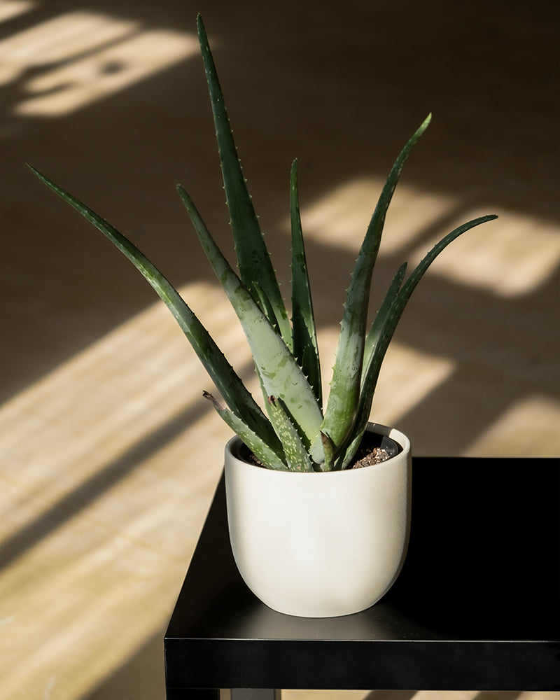 Aloe vera | Sukkulente