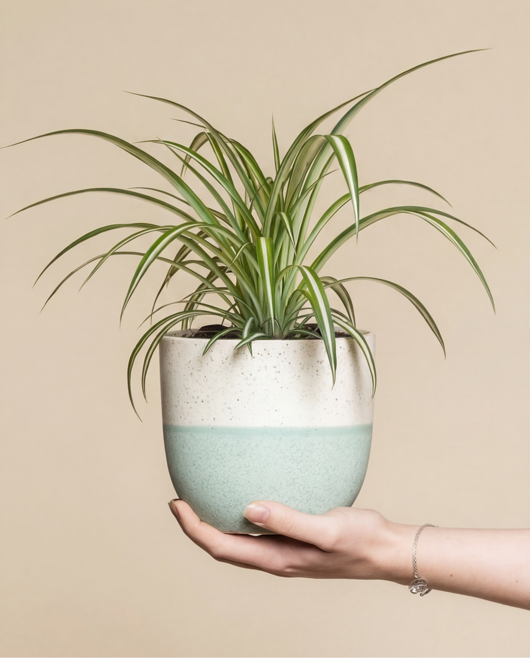 Grünlilie | Chlorophytum comosum