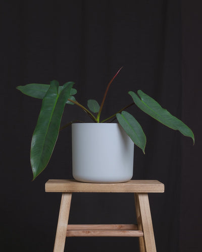 Philodendron atabapoense in verschiedenen feey Kunststofftöpfen