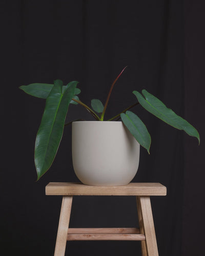 Philodendron atabapoense in verschiedenen feey Keramiktöpfen