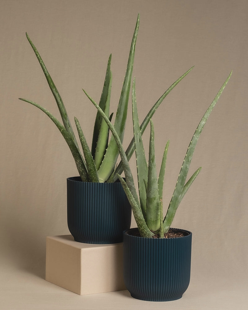 Zwei Aloe Veras in Vibes Töpfen mit den Farben Weiss, Gelb, Blau und Mint auf beigem Hintergrund.