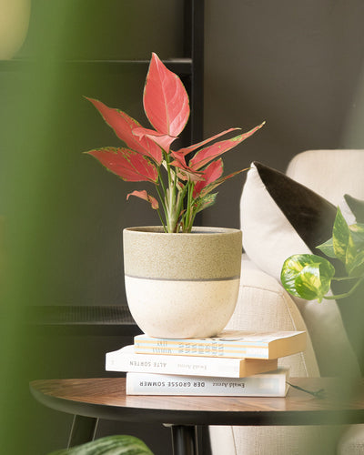 Eine rosa-grüne Topfpflanze in einem Keramik-Topfset „Variado“ steht auf gestapelten Büchern auf einem runden Holztisch, eingerahmt von einem beigen Stuhl und zusätzlichem grünem Blattwerk. Sanftes Licht trägt zur gemütlichen, ruhigen Atmosphäre bei.