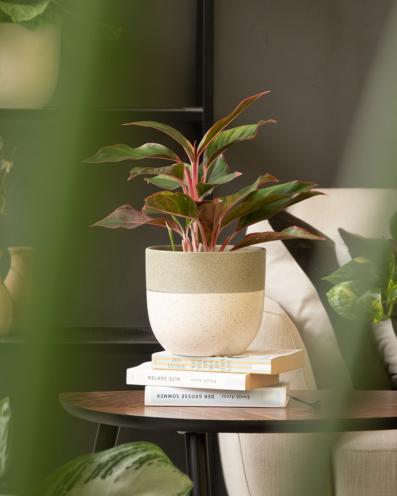 Eine Topfpflanze mit rosa und grünen Blättern in einem Keramik-Topfset „Variado“ ruht auf Büchern auf einem runden Holztisch. Im Hintergrund sind ein beiger Sessel und andere Pflanzen zu sehen, während verschwommenes Grün die lebhafte Szene teilweise einrahmt.
