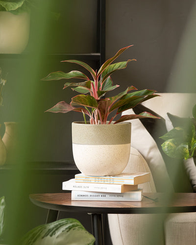 Eine Topfpflanze mit rosa und grünen Blättern in einem Keramik-Topfset „Variado“ ruht auf Büchern auf einem runden Holztisch. Im Hintergrund sind ein beiger Sessel und andere Pflanzen zu sehen, während verschwommenes Grün die lebhafte Szene teilweise einrahmt.