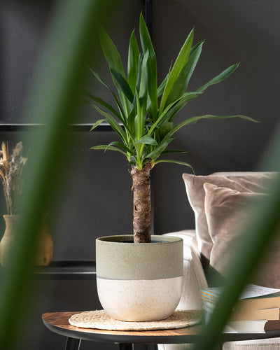 Auf einem kleinen Holztisch steht eine Yucca-Pflanze mit langen grünen Blättern. Das Keramik-Topfset „Variado“ mit zweifarbigem Muster verleiht Charme. Im Hintergrund stehen ein beiges Sofa und ein Bücherregal vor einer dunklen Wand, im Vordergrund sind verschwommene grüne Blätter zu sehen.