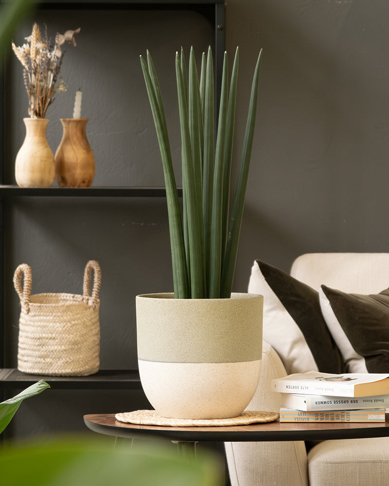 In einem modernen Wohnzimmer steht eine große Sansevieria in einem Keramiktopfset „Variado“ auf einem Holztisch. Dahinter stehen geflochtene Körbe, Trockenblumen in Holzvasen und ein beiges Sofa mit dunkelgrünen Kissen. Gestapelte Bücher auf dem Tisch verleihen dem Raum eine elegante Note.