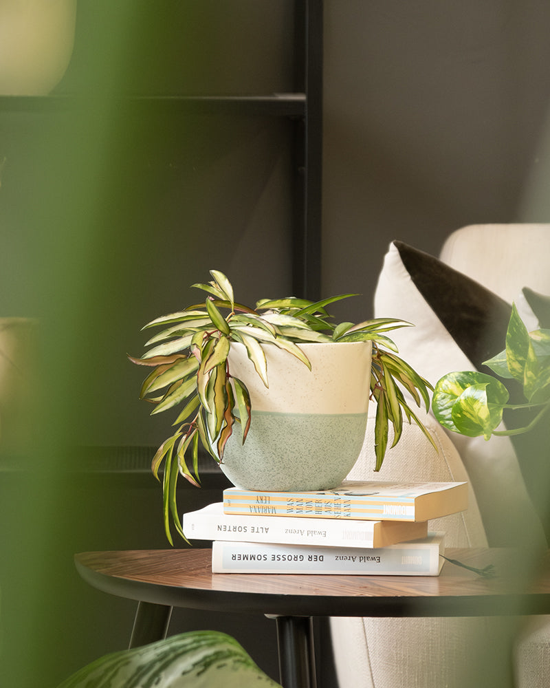 Hoya in einem mintfarbigen Variado Keramiktopf von feey auf einem Bücherstapel im Wohnzimmer