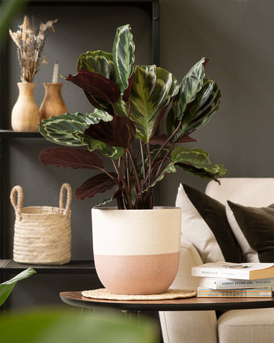 Eine Calathea-Pflanze in einem handgefertigten Keramik-Topfset „Variado“ steht auf einem runden Holztisch. Dahinter ist ein beiges Sofa mit Büchern auf der Armlehne zu sehen, während ein Regal mit getrockneten Blumen in Vasen und einem geflochtenen Korb der gemütlichen Szene lebendige Farben verleiht.