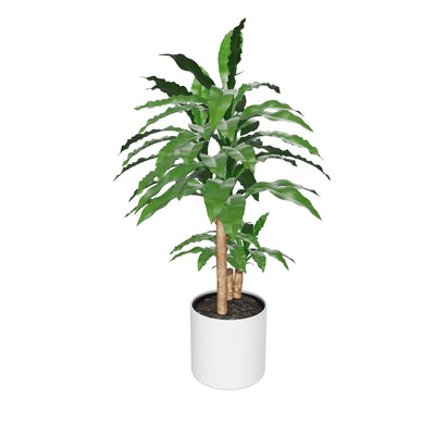 3D-Modell eines großen Drachenbaums (auch Dracaena fragrans, duftender Drachenbaum oder Cornstalk Dracaena genannt)