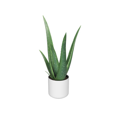 Aloe vera Duo