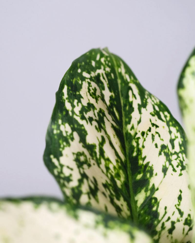 Detail eines Blatt einer Aglaonema 'kiwi'