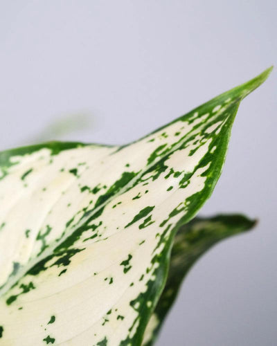 Detail eines Blatt einer Aglaonema 'kiwi'