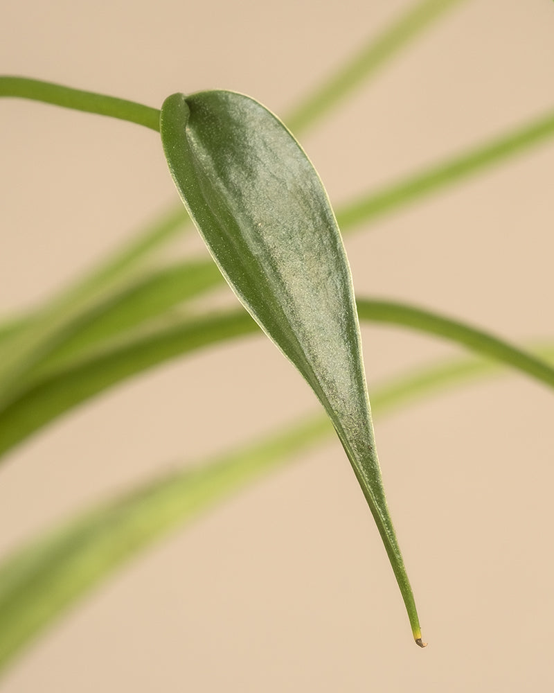 Detailaufnahme eines Blattes einer Alocasia 'Tiny Dancer' 