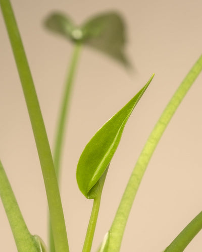 Alocasia 'Tiny Dancer' Detailshot