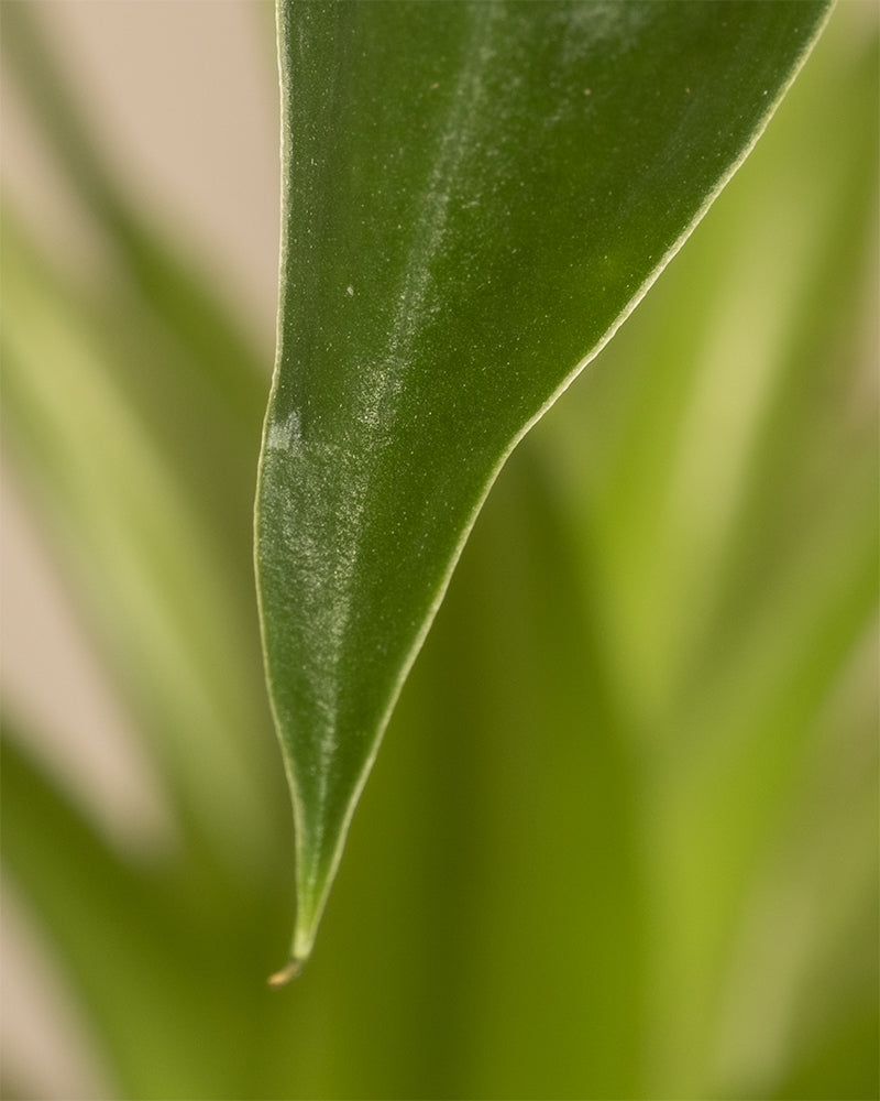 Alocasia 'Tiny Dancer' Detailshot