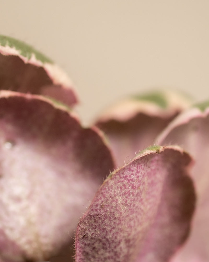 Detailaufnahme der farbigen Blätter einer Baby Saxifraga (Saxifraga stolonifera variegata)