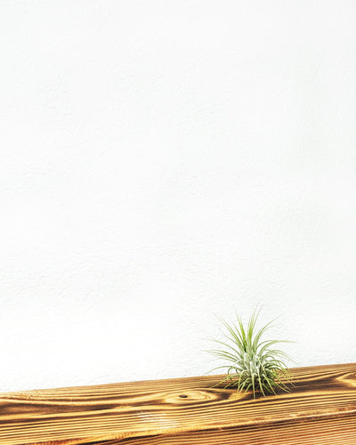 Kleine Luftpflanze oder Tillandsia auf Holz
