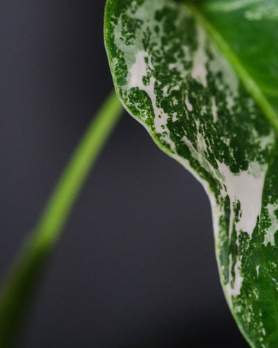 Blatt einer Monstera deliciosa variegata von Nahem, mit deutlicher weisser Zeichnung