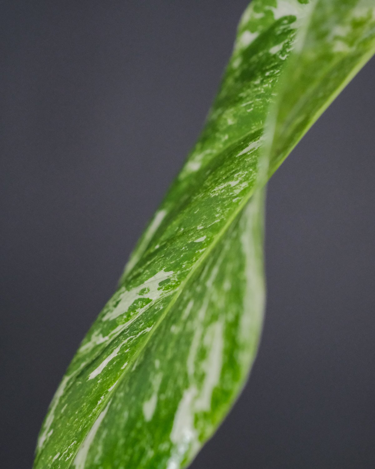 Blatt einer Monstera deliciosa variegata von Nahem, mit deutlicher weisser Zeichnung