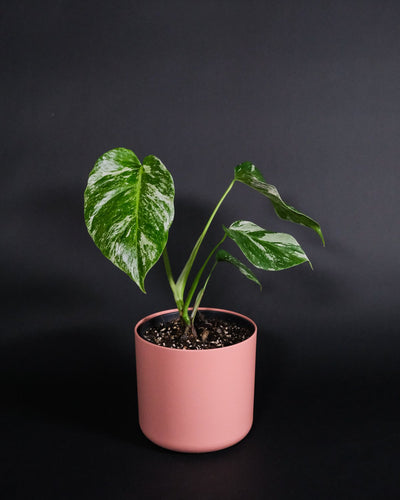 Monstera deliciosa variegata in einem pinkfarbenen Topf